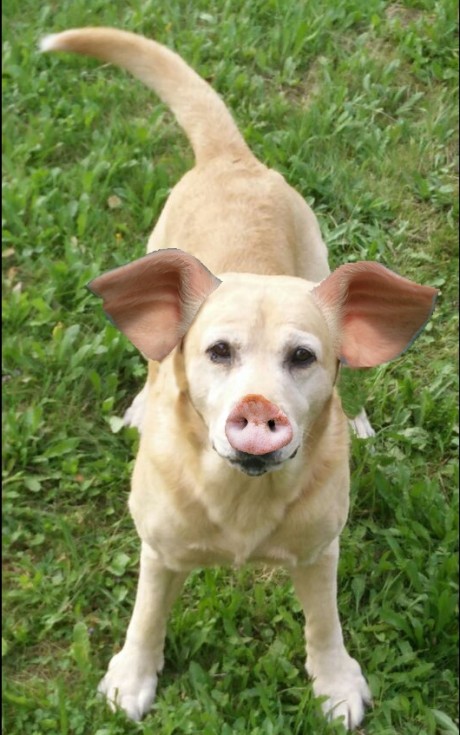Schweinehund 3